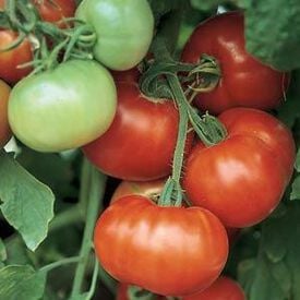 Super Fantastic, (F1) Tomato Seeds
